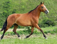 ALVORADA MAGIA
